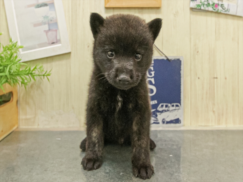 鹿児島県の甲斐犬 (ワンラブニシムタ N'sCITY谷山店/2025年8月16日生まれ/男の子/黒虎)の子犬の3枚目の画像