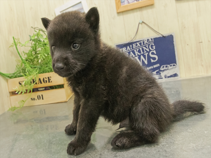 鹿児島県の甲斐犬 (ワンラブニシムタ N'sCITY谷山店/2025年8月16日生まれ/男の子/黒虎)の子犬の2枚目の画像