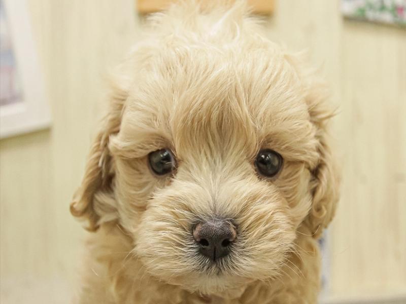 滋賀県のマルプー(マルチーズ×プードル) (ワンラブカインズ彦根店/2025年8月16日生まれ/男の子/アプリコット)の子犬の1枚目の画像