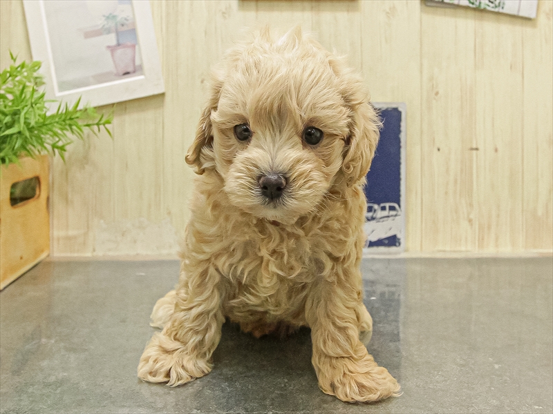 滋賀県のマルプー(マルチーズ×プードル) (ワンラブカインズ彦根店/2025年8月16日生まれ/男の子/アプリコット)の子犬の3枚目の画像
