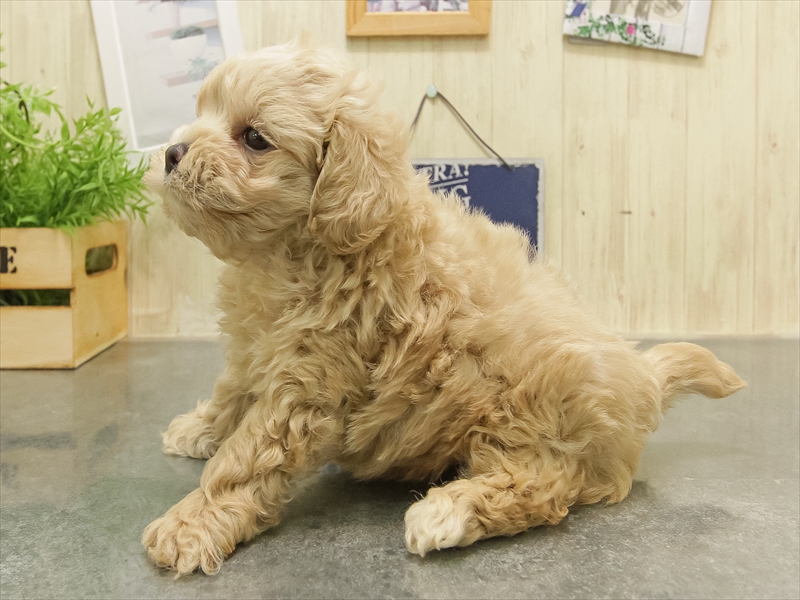滋賀県のマルプー(マルチーズ×プードル) (ワンラブカインズ彦根店/2025年8月16日生まれ/男の子/アプリコット)の子犬の2枚目の画像