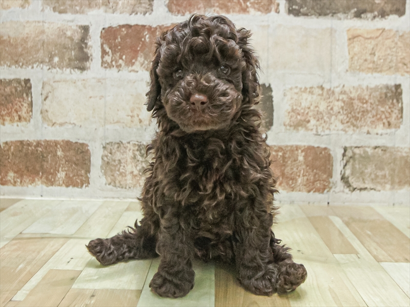 愛知県のトイプードル(トイ) (ワンラブ星崎店(FC)/2025年8月16日生まれ/男の子/ブラウン)の子犬の3枚目の画像