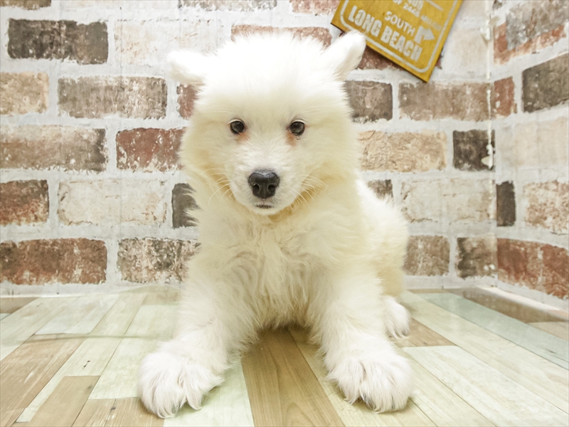 愛知県のサモエド (ワンラブ名古屋守山インター総本店/2025年8月16日生まれ/男の子/ホワイト)の子犬の3枚目の画像