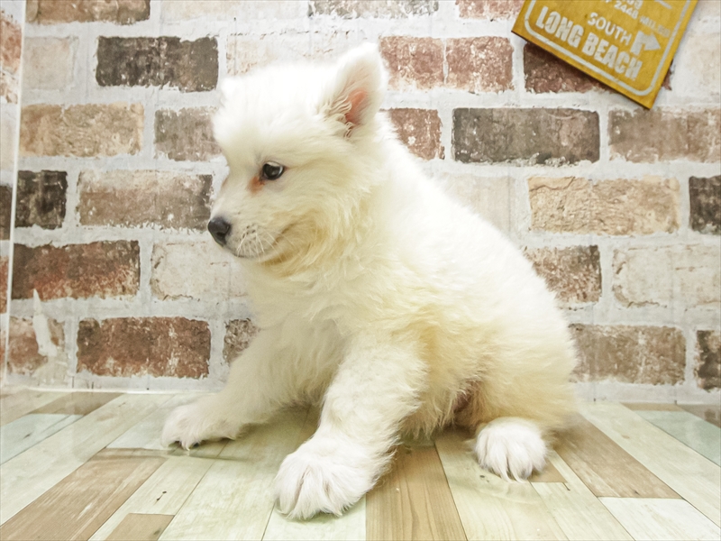愛知県のサモエド (ワンラブ名古屋守山インター総本店/2025年8月16日生まれ/男の子/ホワイト)の子犬の2枚目の画像