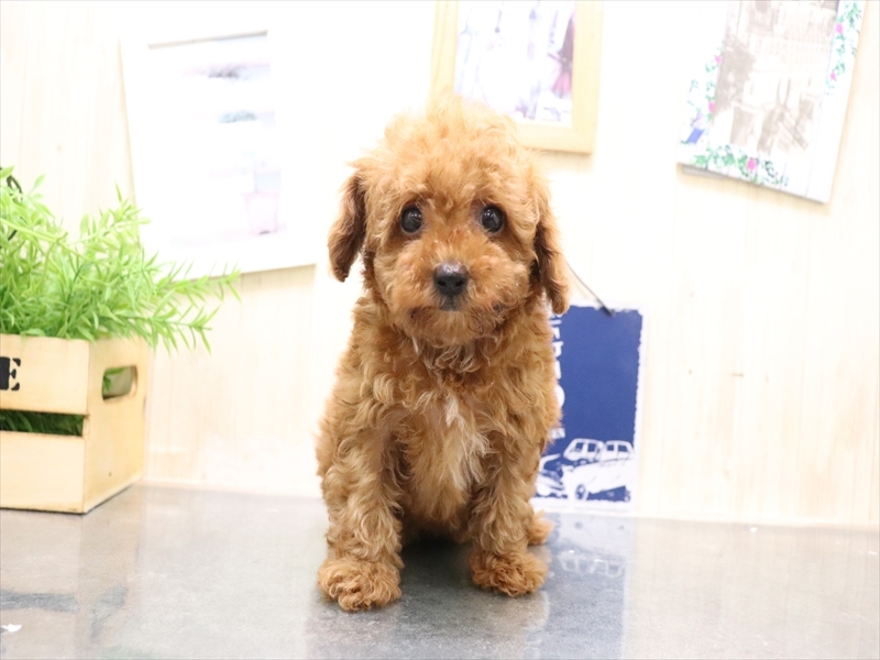 愛知県のトイプードル(トイ) (ワンラブ名古屋守山インター総本店/2025年8月18日生まれ/女の子/レッド)の子犬の2枚目の画像