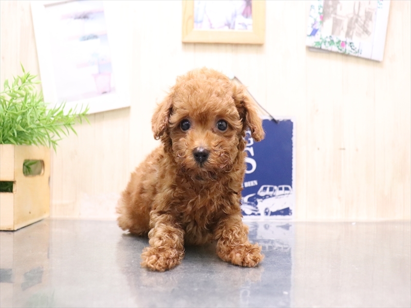 愛知県のトイプードル(トイ) (ワンラブ名古屋守山インター総本店/2025年8月18日生まれ/女の子/レッド)の子犬の2枚目の画像