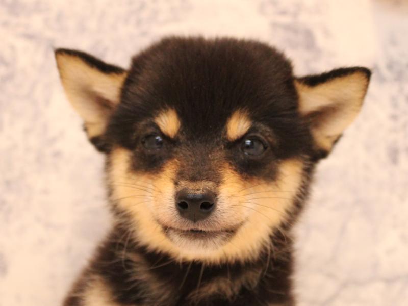千葉県の柴犬(標準サイズ) (ワンラブイオンタウン成田富里店/2025年8月16日生まれ/男の子/黒)の子犬の1枚目の画像
