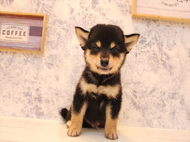 千葉県の柴犬(標準サイズ) (ワンラブイオンタウン成田富里店/2025年8月16日生まれ/男の子/黒)の子犬の2枚目の画像