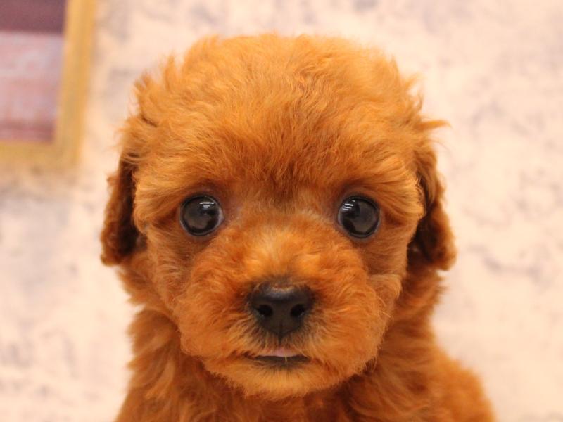 茨城県のタイニープードル (ワンラブイオンモール下妻店/2025年8月18日生まれ/男の子/レッド)の子犬の1枚目の画像