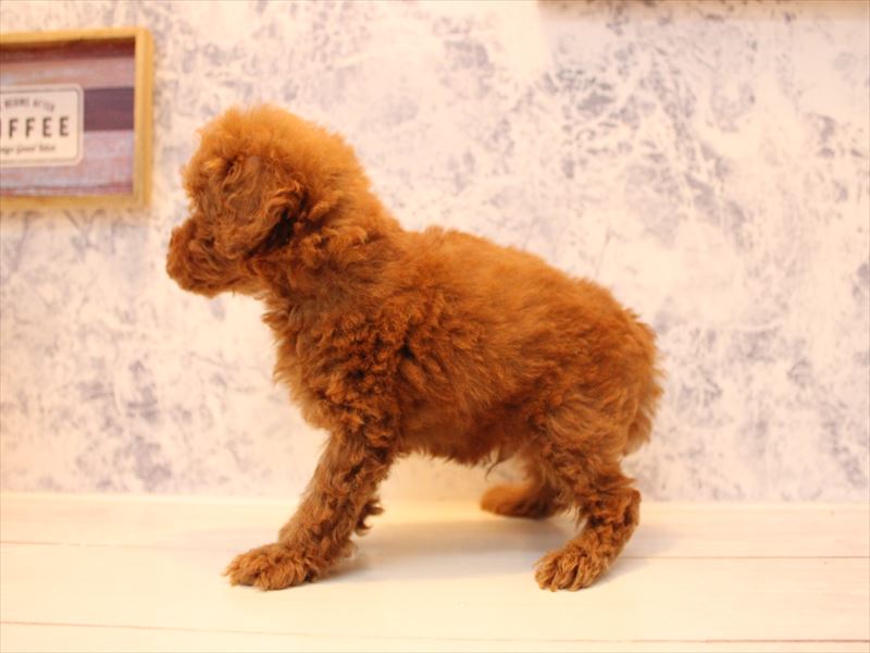 茨城県のタイニープードル (ワンラブイオンモール下妻店/2025年8月18日生まれ/男の子/レッド)の子犬の3枚目の画像