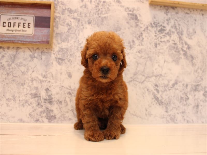 茨城県のタイニープードル (ワンラブイオンモール下妻店/2025年8月18日生まれ/男の子/レッド)の子犬の2枚目の画像