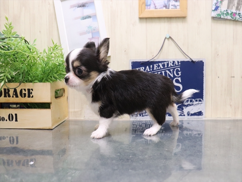 愛知県のチワワ(ロング) (ワンラブ名古屋守山インター総本店/2025年8月19日生まれ/男の子/ブラックタンホワイト)の子犬の3枚目の画像