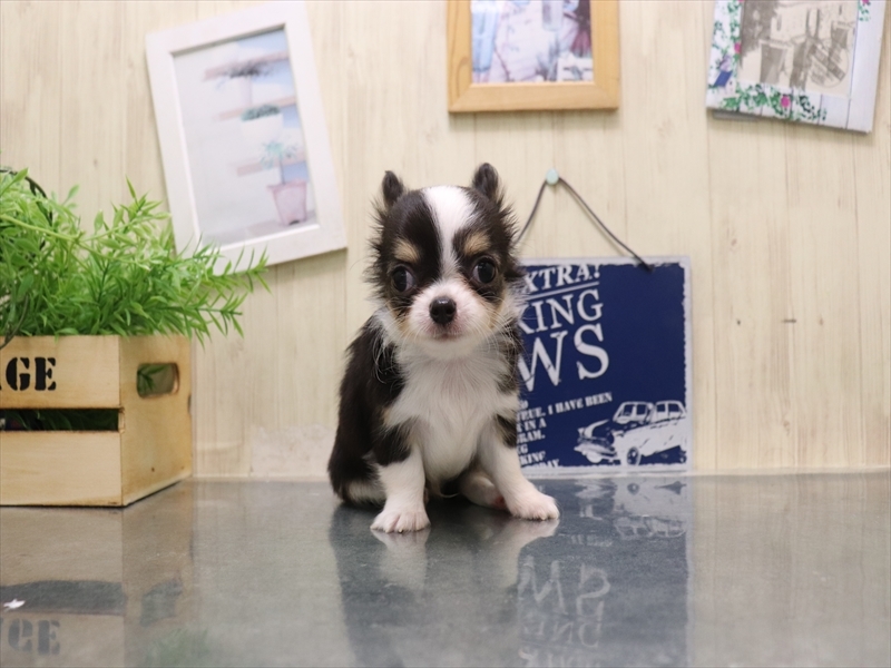 愛知県のチワワ(ロング) (ワンラブ名古屋守山インター総本店/2025年8月19日生まれ/男の子/ブラックタンホワイト)の子犬の2枚目の画像