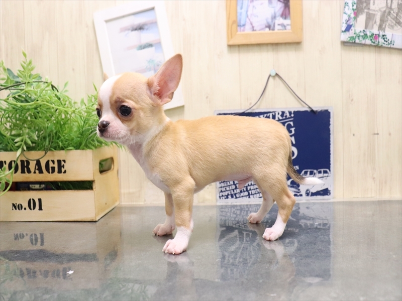 愛知県のチワワ(ロング) (ワンラブ名古屋守山インター総本店/2025年8月19日生まれ/男の子/レッド)の子犬の3枚目の画像