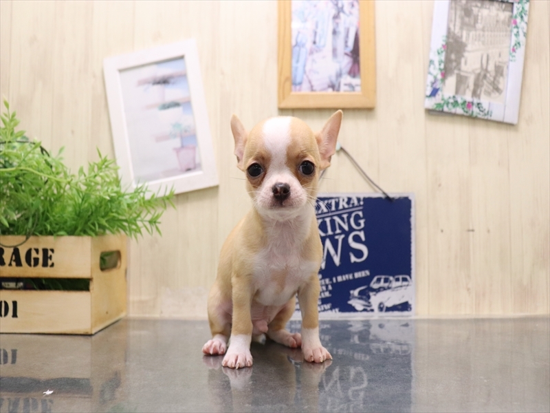 愛知県のチワワ(ロング) (ワンラブ名古屋守山インター総本店/2025年8月19日生まれ/男の子/レッド)の子犬の2枚目の画像