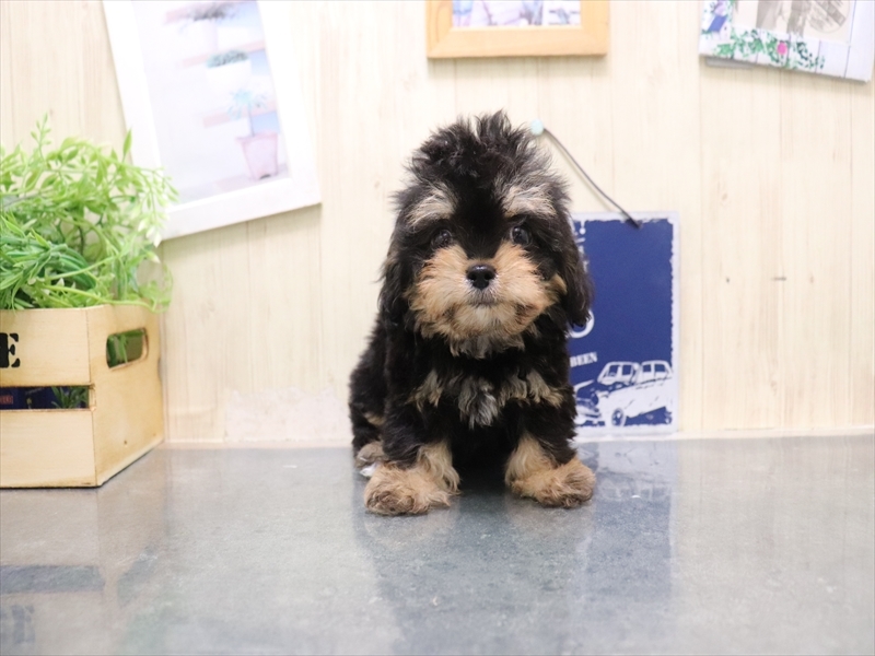 愛知県のチワプー/プーチー(チワワ×プードル) (ワンラブ名古屋守山インター総本店/2025年8月15日生まれ/男の子/ブラックタン)の子犬の2枚目の画像
