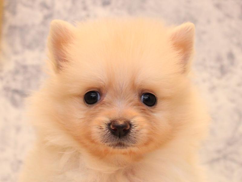 新潟県のポメラニアン (ワンラブ長岡 リナシエKITAMACHI店/2025年8月19日生まれ/女の子/クリーム)の子犬の1枚目の画像