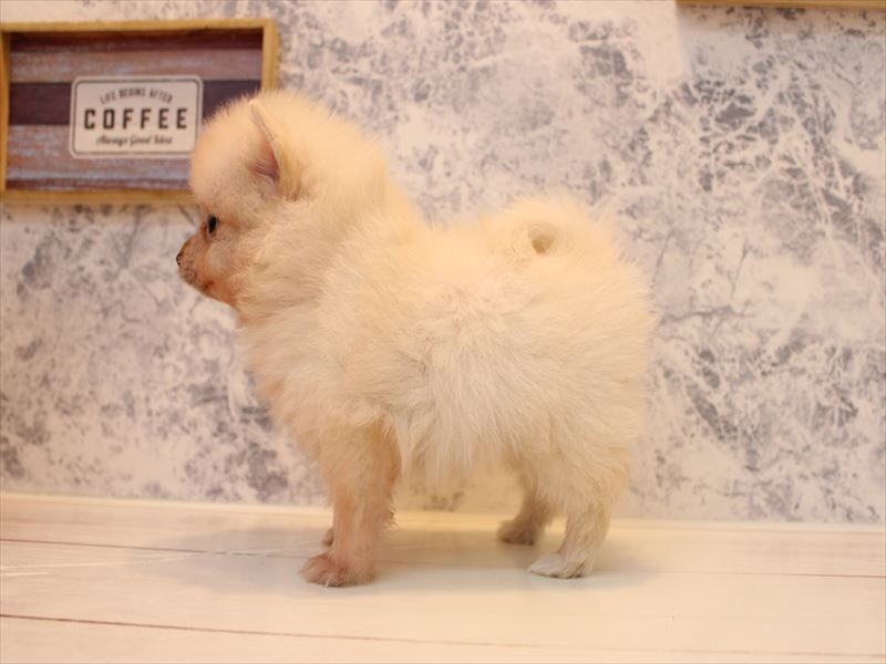 新潟県のポメラニアン (ワンラブ長岡 リナシエKITAMACHI店/2025年8月19日生まれ/女の子/クリーム)の子犬の3枚目の画像