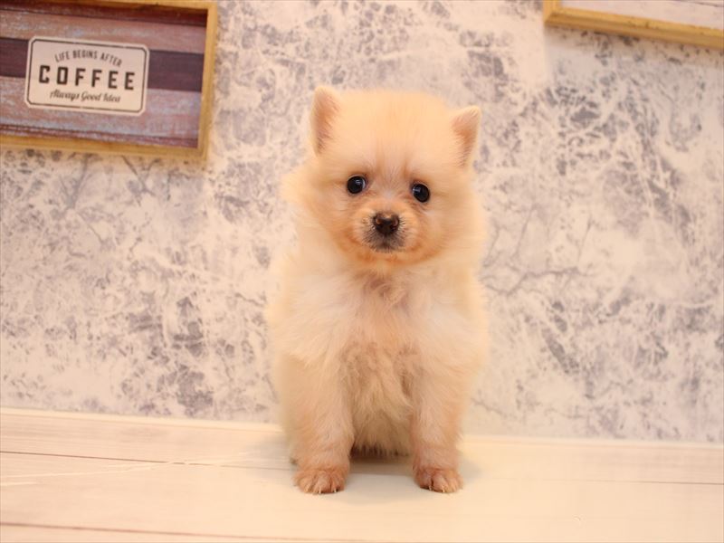 新潟県のポメラニアン (ワンラブ長岡 リナシエKITAMACHI店/2025年8月19日生まれ/女の子/クリーム)の子犬の2枚目の画像
