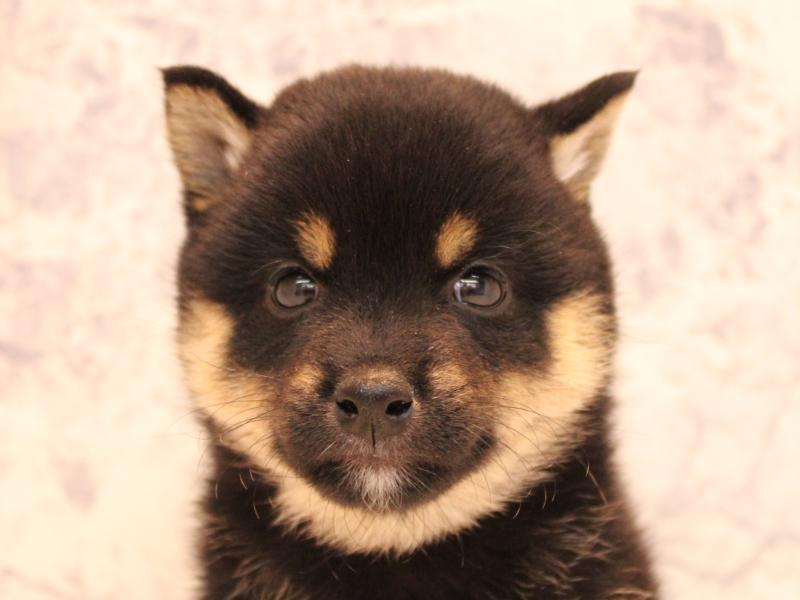 埼玉県の豆柴 (ワンラブアリオ鷲宮店/2025年8月19日生まれ/男の子/黒)の子犬の1枚目の画像