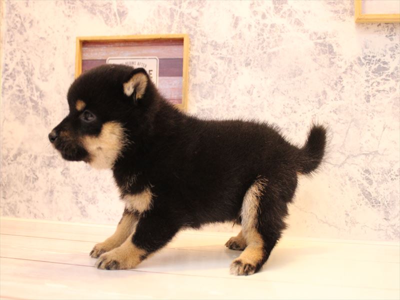 埼玉県の豆柴 (ワンラブアリオ鷲宮店/2025年8月19日生まれ/男の子/黒)の子犬の3枚目の画像