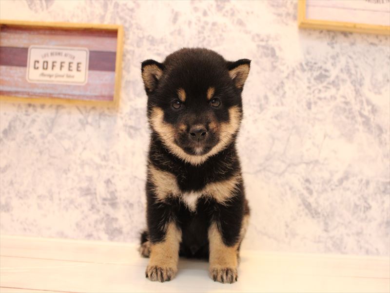 埼玉県の豆柴 (ワンラブアリオ鷲宮店/2025年8月19日生まれ/男の子/黒)の子犬の2枚目の画像