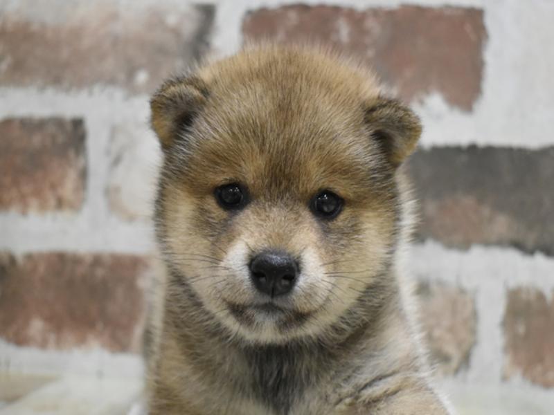 愛知県の柴犬(標準サイズ) (ワンラブ名古屋守山インター総本店/2025年8月18日生まれ/女の子/赤)の子犬の1枚目の画像