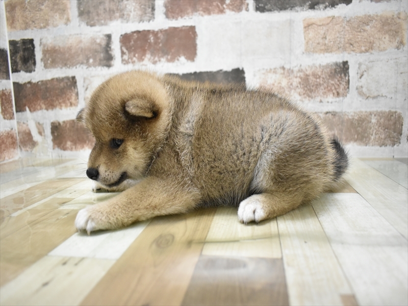 愛知県の柴犬(標準サイズ) (ワンラブ名古屋守山インター総本店/2025年8月18日生まれ/女の子/赤)の子犬の3枚目の画像