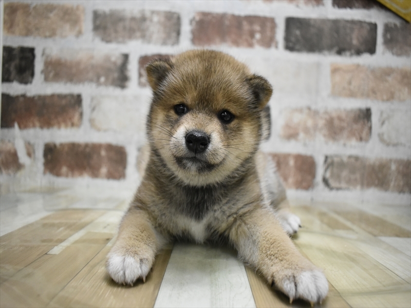 愛知県の柴犬(標準サイズ) (ワンラブ名古屋守山インター総本店/2025年8月18日生まれ/女の子/赤)の子犬の2枚目の画像