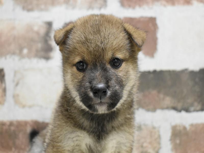 愛知県の柴犬(標準サイズ) (ワンラブ名古屋守山インター総本店/2025年8月19日生まれ/女の子/赤)の子犬の1枚目の画像