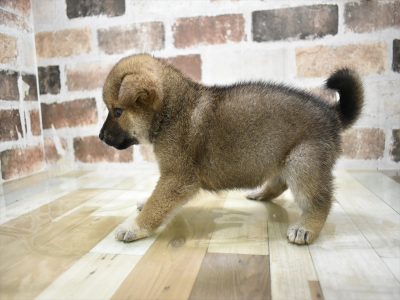 愛知県の柴犬(標準サイズ) (ワンラブ名古屋守山インター総本店/2025年8月19日生まれ/女の子/赤)の子犬の3枚目の画像