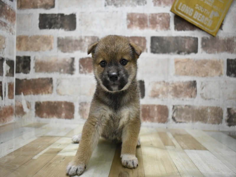 愛知県の柴犬(標準サイズ) (ワンラブ名古屋守山インター総本店/2025年8月19日生まれ/女の子/赤)の子犬の2枚目の画像