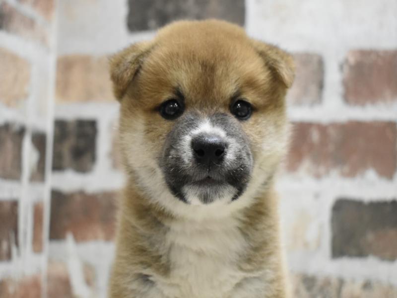 愛知県の柴犬(標準サイズ) (ワンラブ名古屋守山インター総本店/2025年8月18日生まれ/男の子/赤)の子犬の1枚目の画像