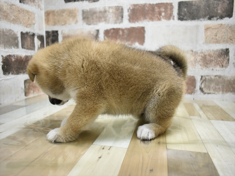 愛知県の柴犬(標準サイズ) (ワンラブ名古屋守山インター総本店/2025年8月18日生まれ/男の子/赤)の子犬の3枚目の画像