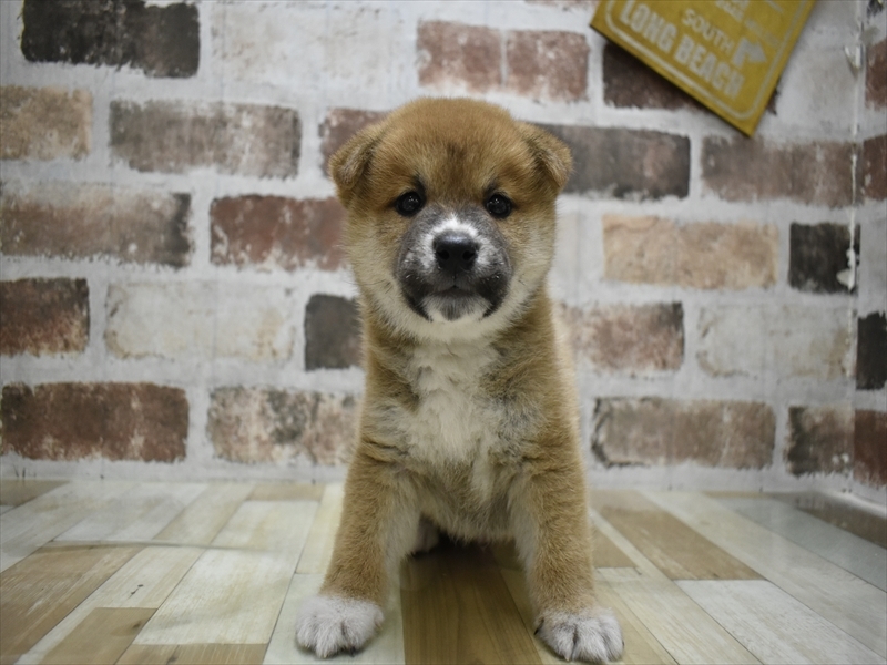 愛知県の柴犬(標準サイズ) (ワンラブ名古屋守山インター総本店/2025年8月18日生まれ/男の子/赤)の子犬の2枚目の画像