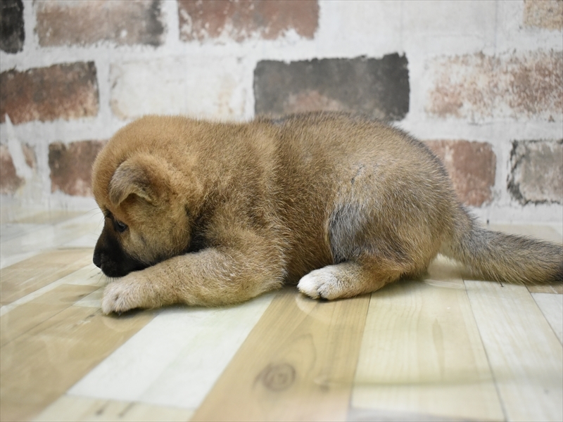 愛知県の豆柴 (ワンラブ名古屋守山インター総本店/2025年8月19日生まれ/男の子/赤)の子犬の3枚目の画像