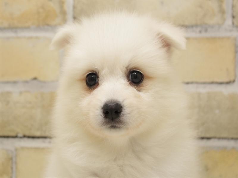 福岡県の日本スピッツ (ワンラブゆめタウン博多店/2025年8月19日生まれ/女の子/ホワイト)の子犬