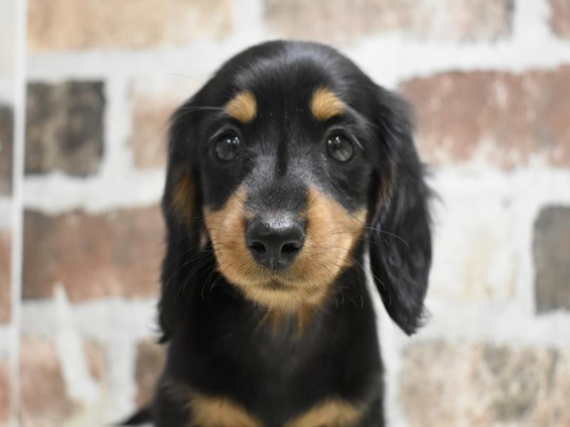 岐阜県のミニチュアダックスフンド(ロング) (ワンラブモレラ岐阜店/2025年8月18日生まれ/女の子/ブラックタン)の子犬の1枚目の画像