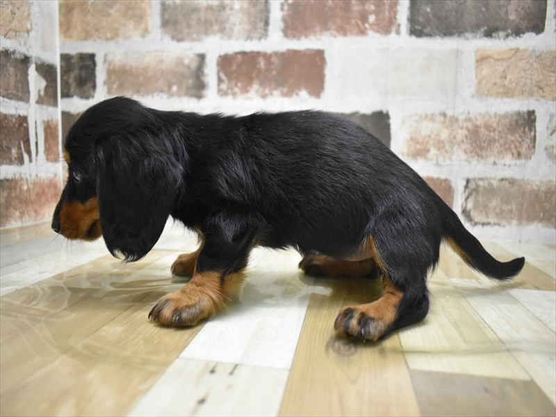 岐阜県のミニチュアダックスフンド(ロング) (ワンラブモレラ岐阜店/2025年8月18日生まれ/女の子/ブラックタン)の子犬の3枚目の画像