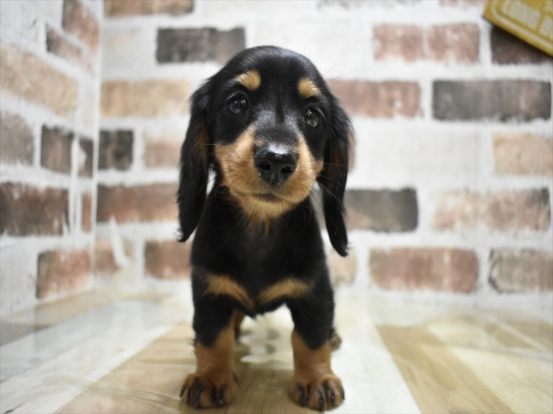 岐阜県のミニチュアダックスフンド(ロング) (ワンラブモレラ岐阜店/2025年8月18日生まれ/女の子/ブラックタン)の子犬の2枚目の画像