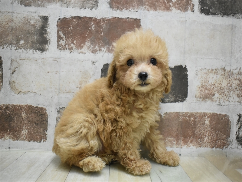 愛知県のタイニープードル (ワンラブ名古屋守山インター総本店/2025年8月8日生まれ/男の子/アプリコット)の子犬の3枚目の画像