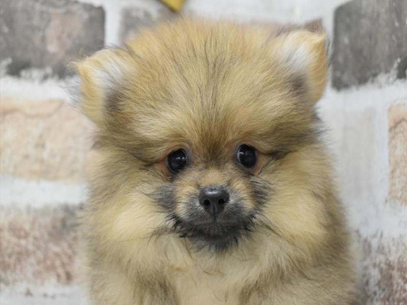 三重県のポメラニアン (ワンラブホームセンターバロー松阪店/2025年8月20日生まれ/男の子/オレンジセーブル)の子犬の1枚目の画像