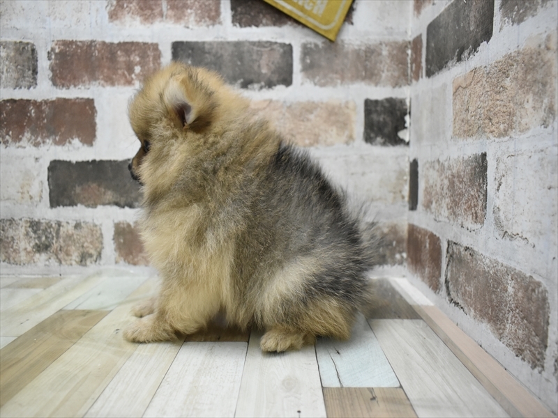 三重県のポメラニアン (ワンラブホームセンターバロー松阪店/2025年8月20日生まれ/男の子/オレンジセーブル)の子犬の3枚目の画像