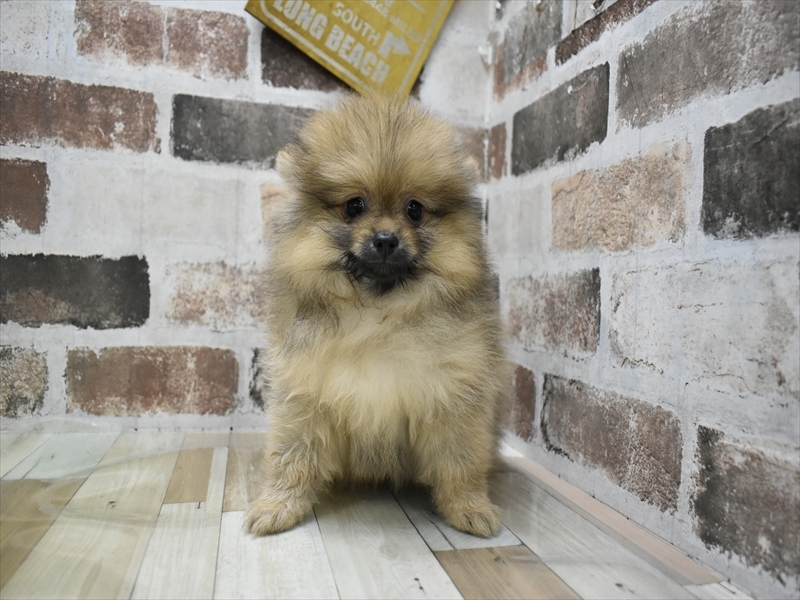 三重県のポメラニアン (ワンラブホームセンターバロー松阪店/2025年8月20日生まれ/男の子/オレンジセーブル)の子犬の2枚目の画像