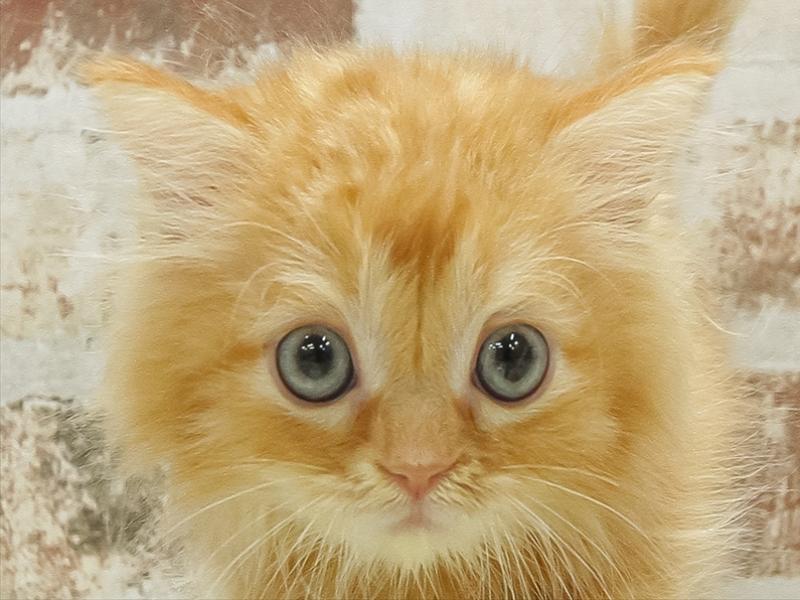 滋賀県のサイベリアン (ワンラブピエリ守山店/2025年8月17日生まれ/男の子/レッドタビー)の子猫の1枚目の画像