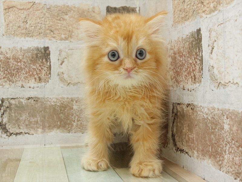 滋賀県のサイベリアン (ワンラブピエリ守山店/2025年8月17日生まれ/男の子/レッドタビー)の子猫の3枚目の画像