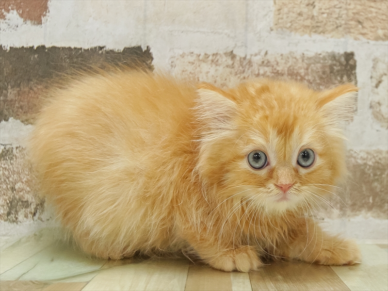 滋賀県のサイベリアン (ワンラブピエリ守山店/2025年8月17日生まれ/男の子/レッドタビー)の子猫の2枚目の画像