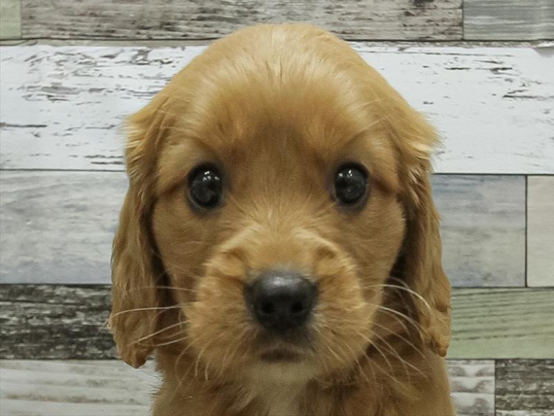 福岡県のハーフ犬・ミックス犬 (ワンラブ福岡総本店/2025年8月23日生まれ/女の子/ブレンハイム)の子犬の1枚目の画像
