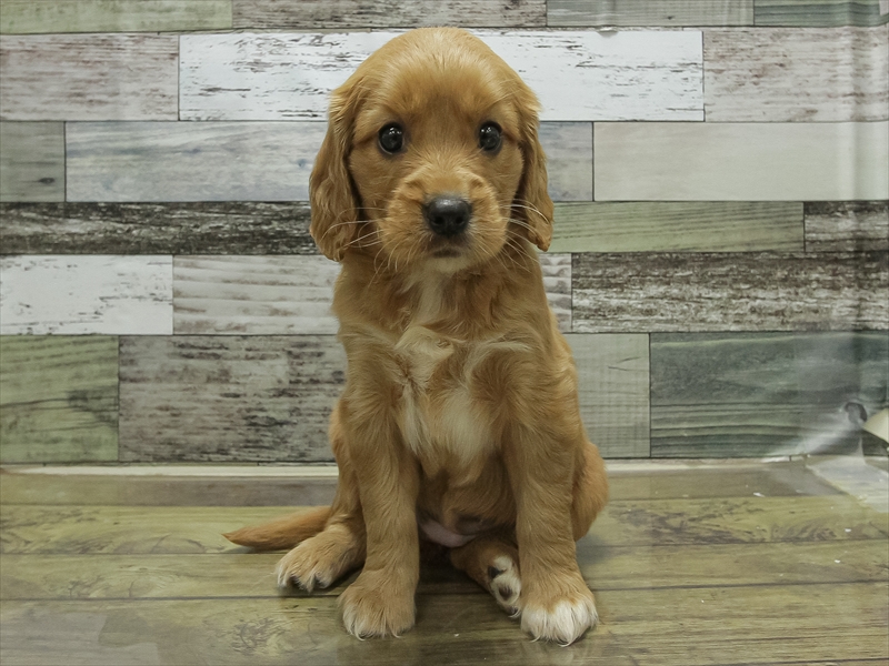 福岡県のハーフ犬・ミックス犬 (ワンラブ福岡総本店/2025年8月23日生まれ/女の子/ブレンハイム)の子犬の3枚目の画像
