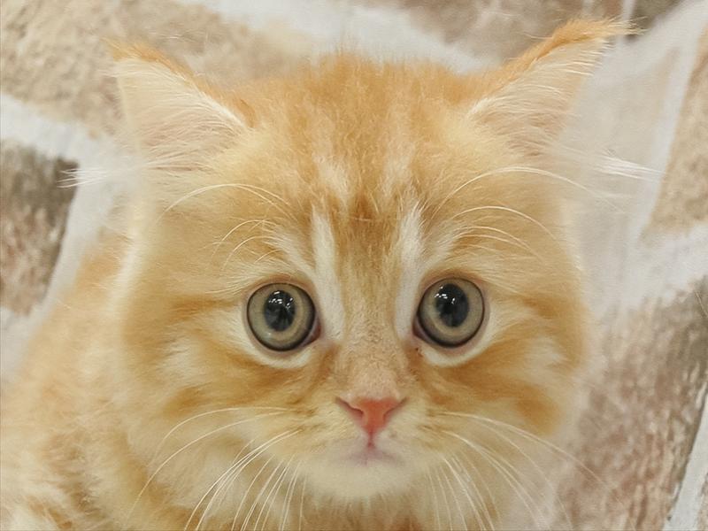 愛知県のマンチカン (ワンラブ名古屋守山インター総本店/2025年8月20日生まれ/男の子/レッドタビー)の子猫の1枚目の画像
